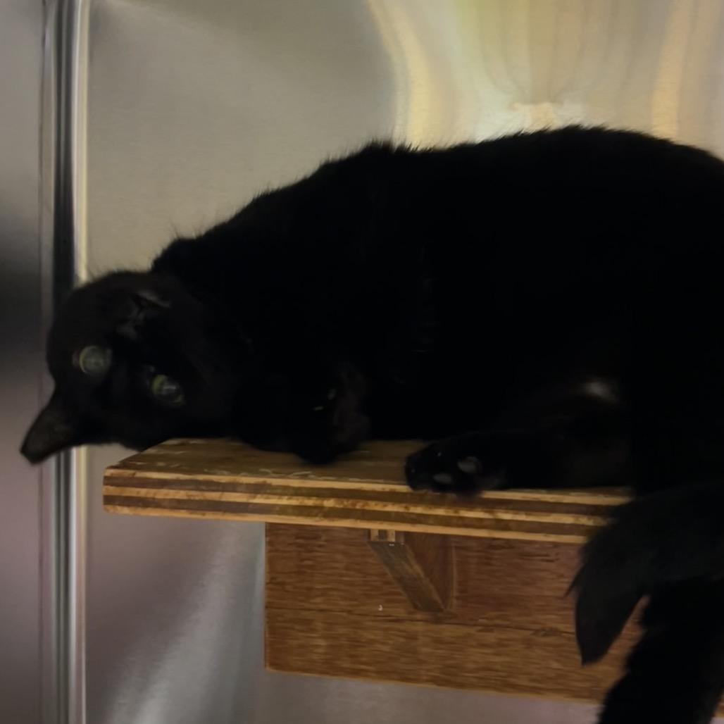 Enlarge Sable, a Adoptable Domestic Short Hair in Pensacola, FL image 1/5
