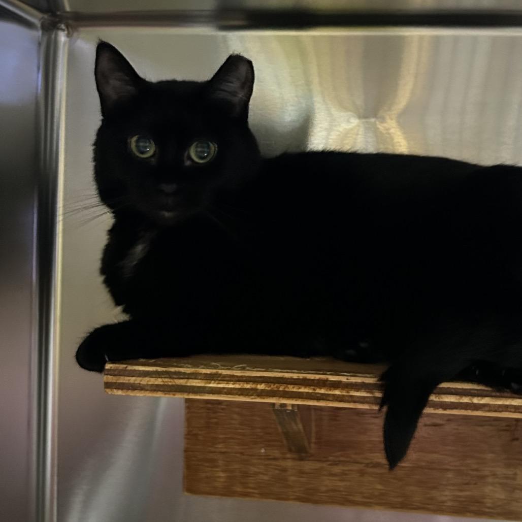 Enlarge Sable, a Adoptable Domestic Short Hair in Pensacola, FL image 2/5