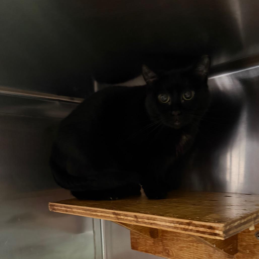 Sable, Adoptable, Adult Female Domestic Short Hair.