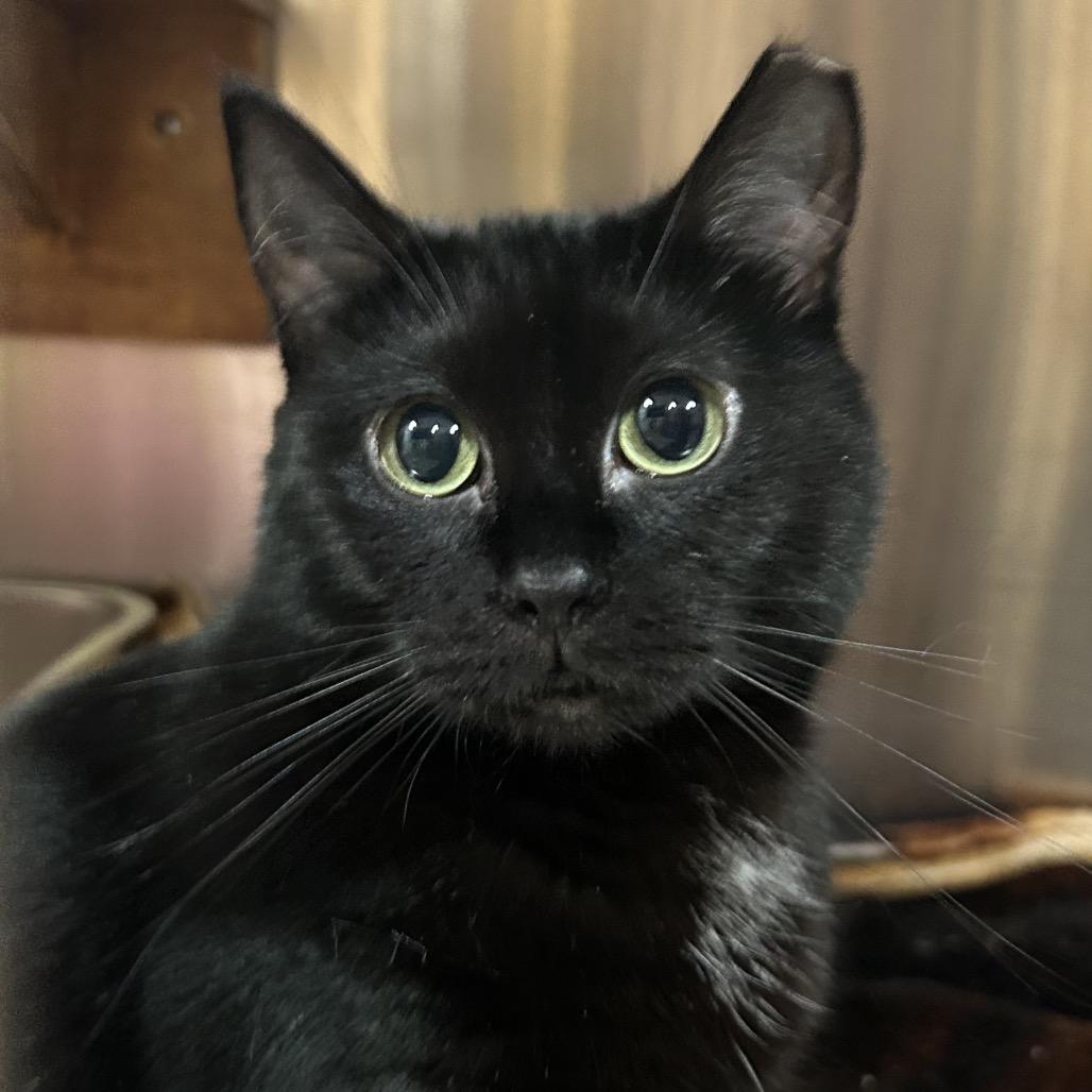 Enlarge Sable, a Adoptable Domestic Short Hair in Pensacola, FL image 4/5