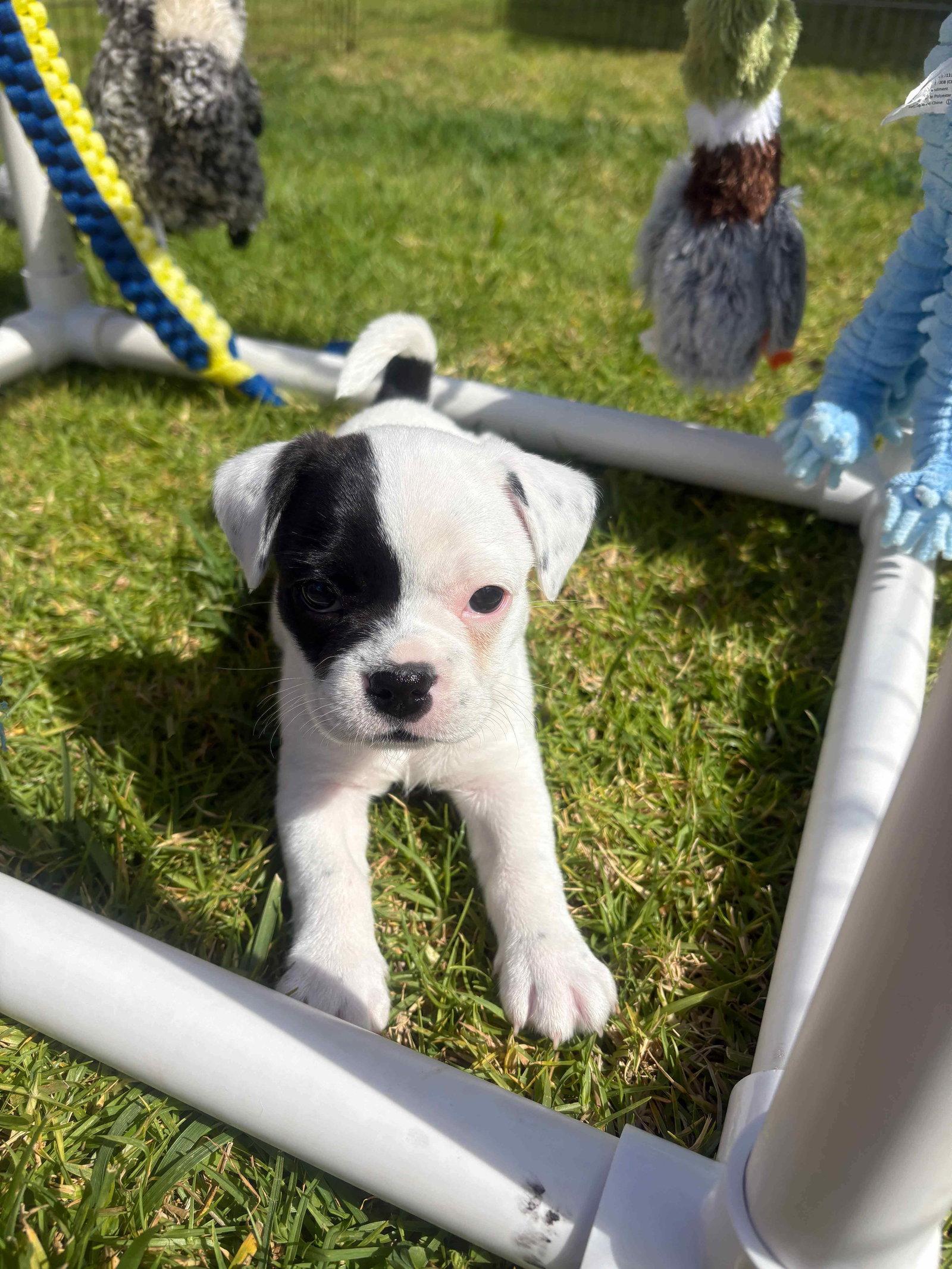 Enlarge Piglet, a Adoptable French Bulldog in Orange, CA image 2/2