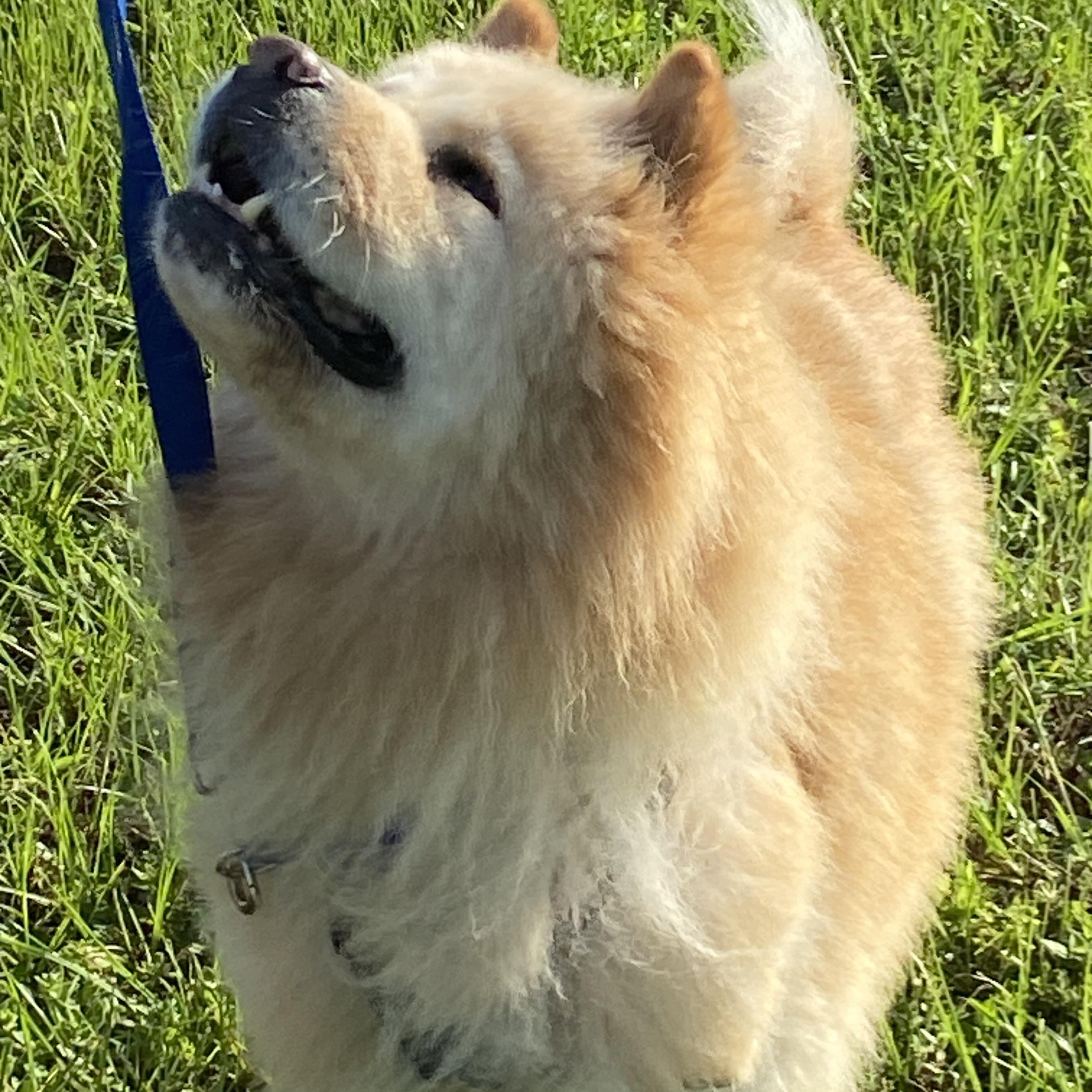 BARKLEY (FL), a Adoptable Chow Chow in Ocala, FL image 5/6