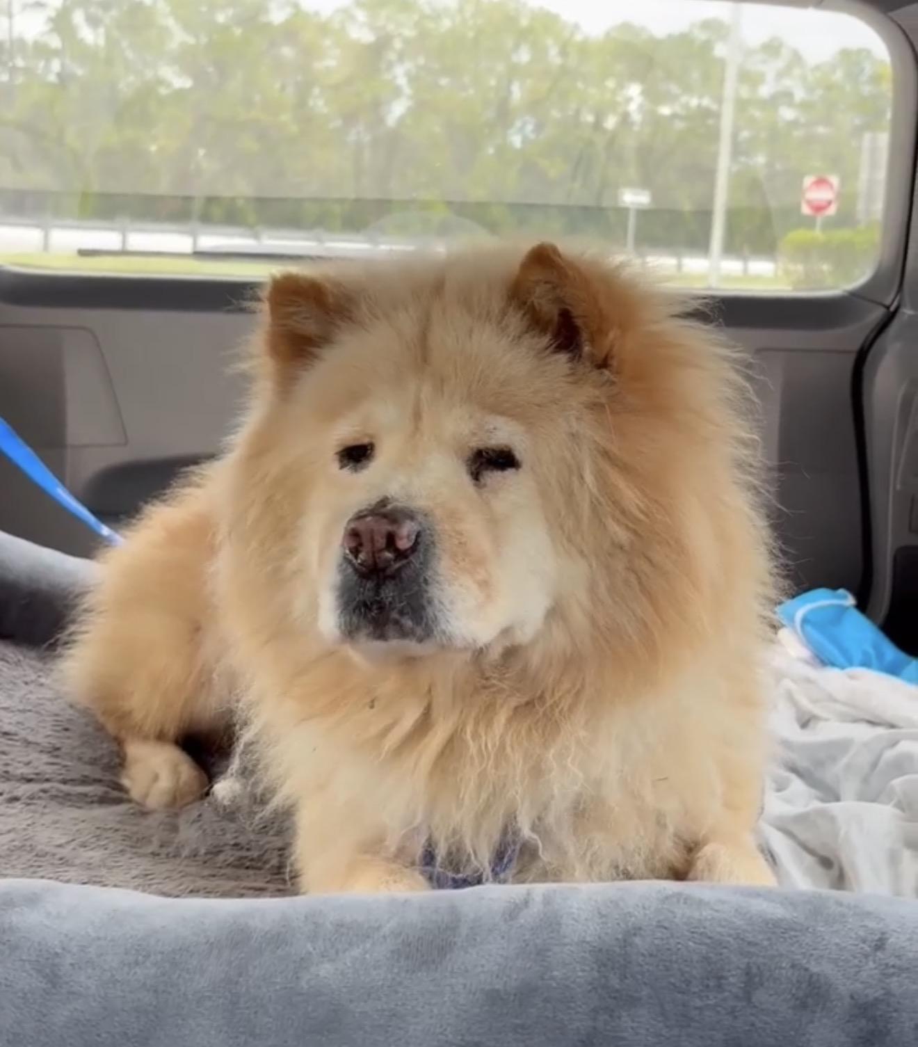 BARKLEY (FL), a Adoptable Chow Chow in Ocala, FL image 4/6