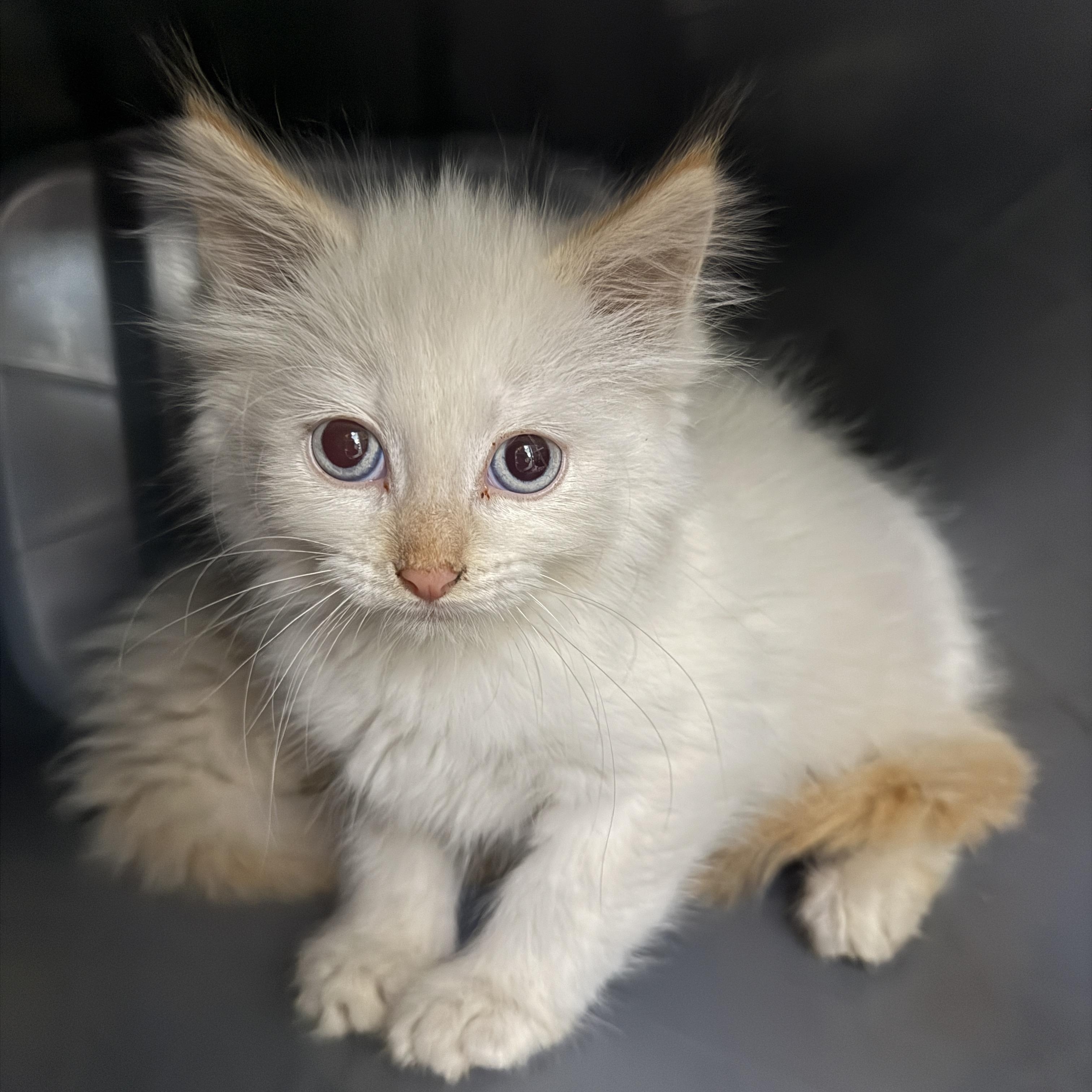Baroness, adopted, Kitten Female Domestic Medium Hair.