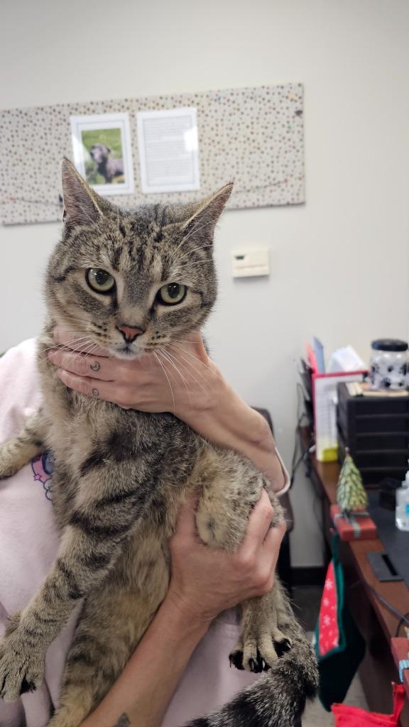 Rocky, Adoptable, Adult Male Domestic Short Hair.