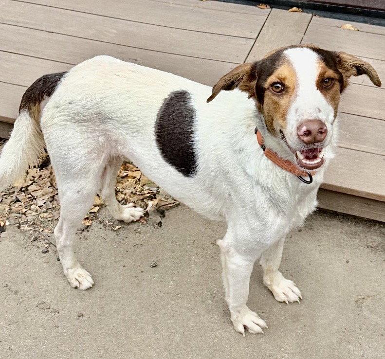 Lucky, Adoptable, Young Male Jack Russell Terrier & Terrier.