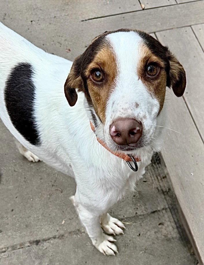 Enlarge Lucky, a Adoptable mixed breed in Omaha, NE image 2/3