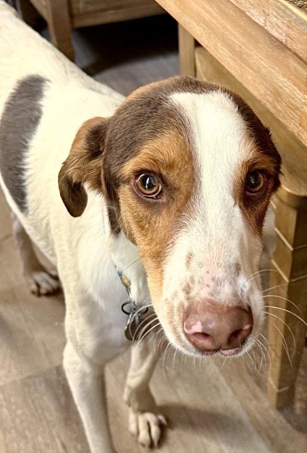 Enlarge Lucky, a Adoptable mixed breed in Omaha, NE image 3/3