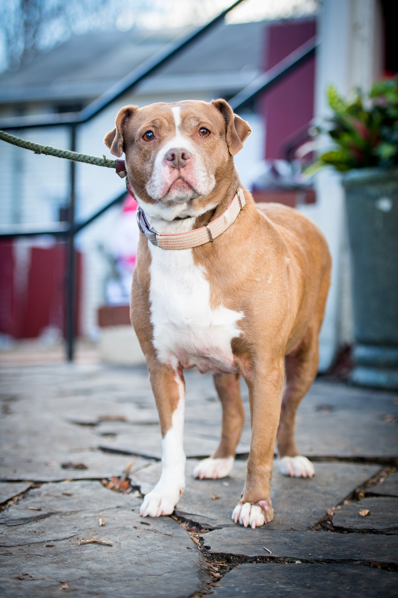 Rosebud, a Adoptable Staffordshire Bull Terrier in Bedford, NY image 1/6