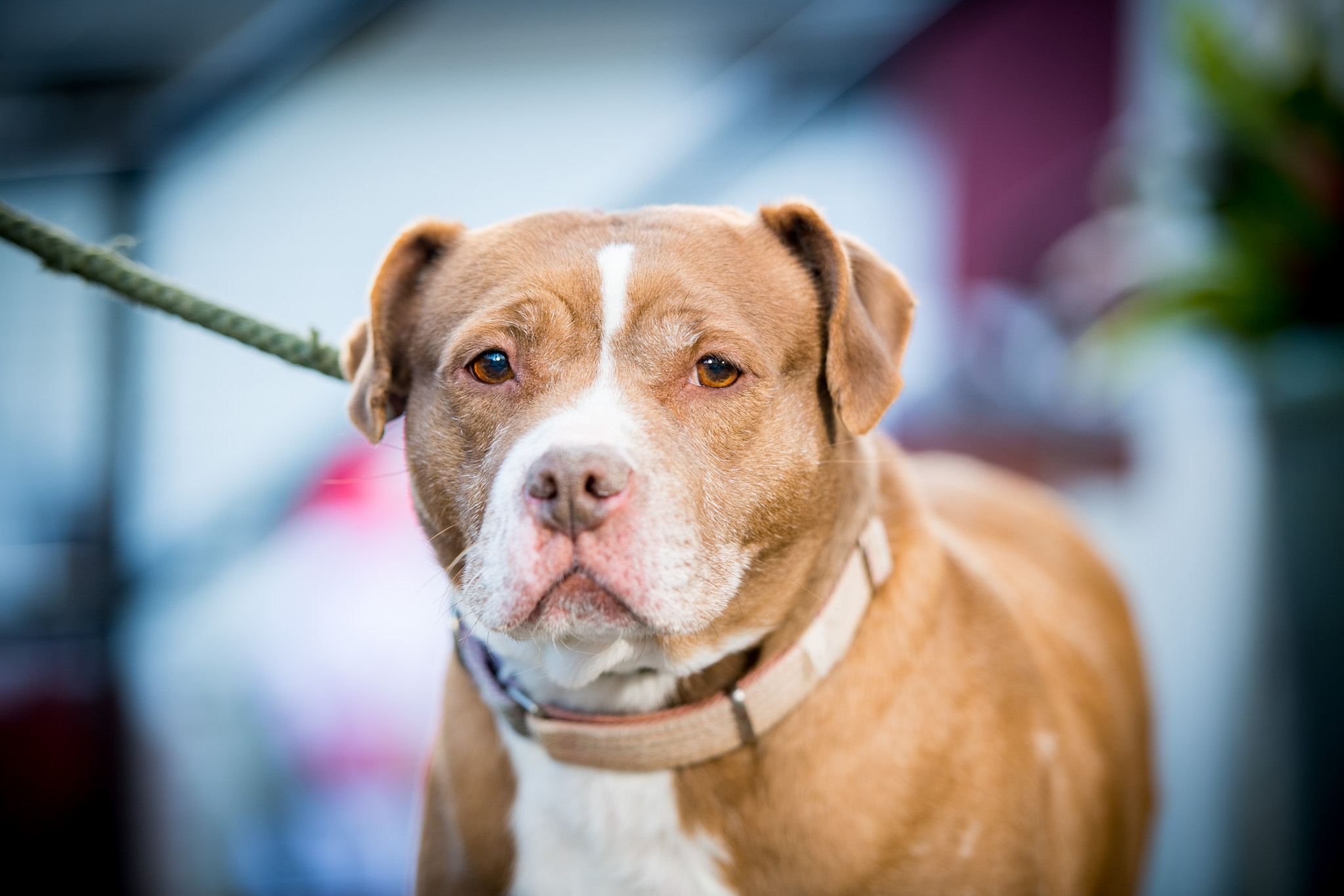 Rosebud, a Adoptable Staffordshire Bull Terrier in Bedford, NY image 2/6
