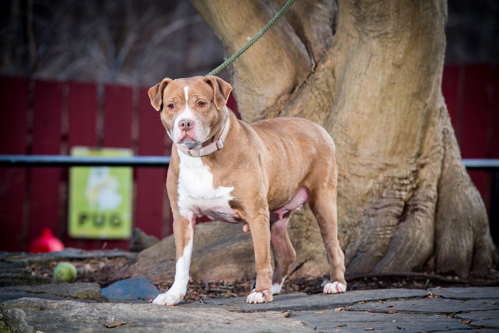 Rosebud, a Adoptable Staffordshire Bull Terrier in Bedford, NY image 3/6