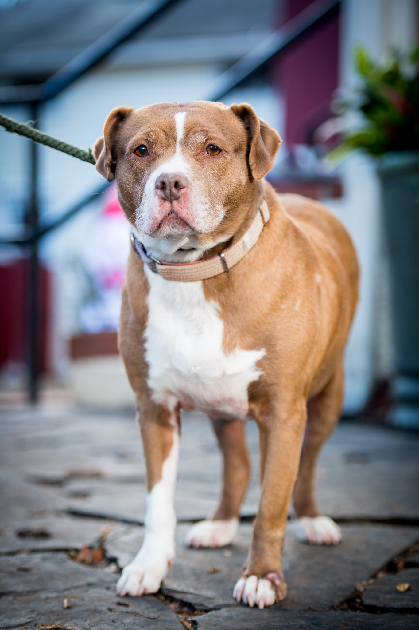 Rosebud, a Adoptable Staffordshire Bull Terrier in Bedford, NY image 4/6