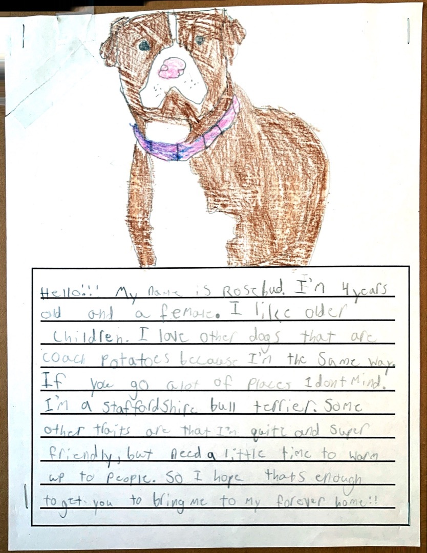 Rosebud, a Adoptable Staffordshire Bull Terrier in Bedford, NY image 5/6