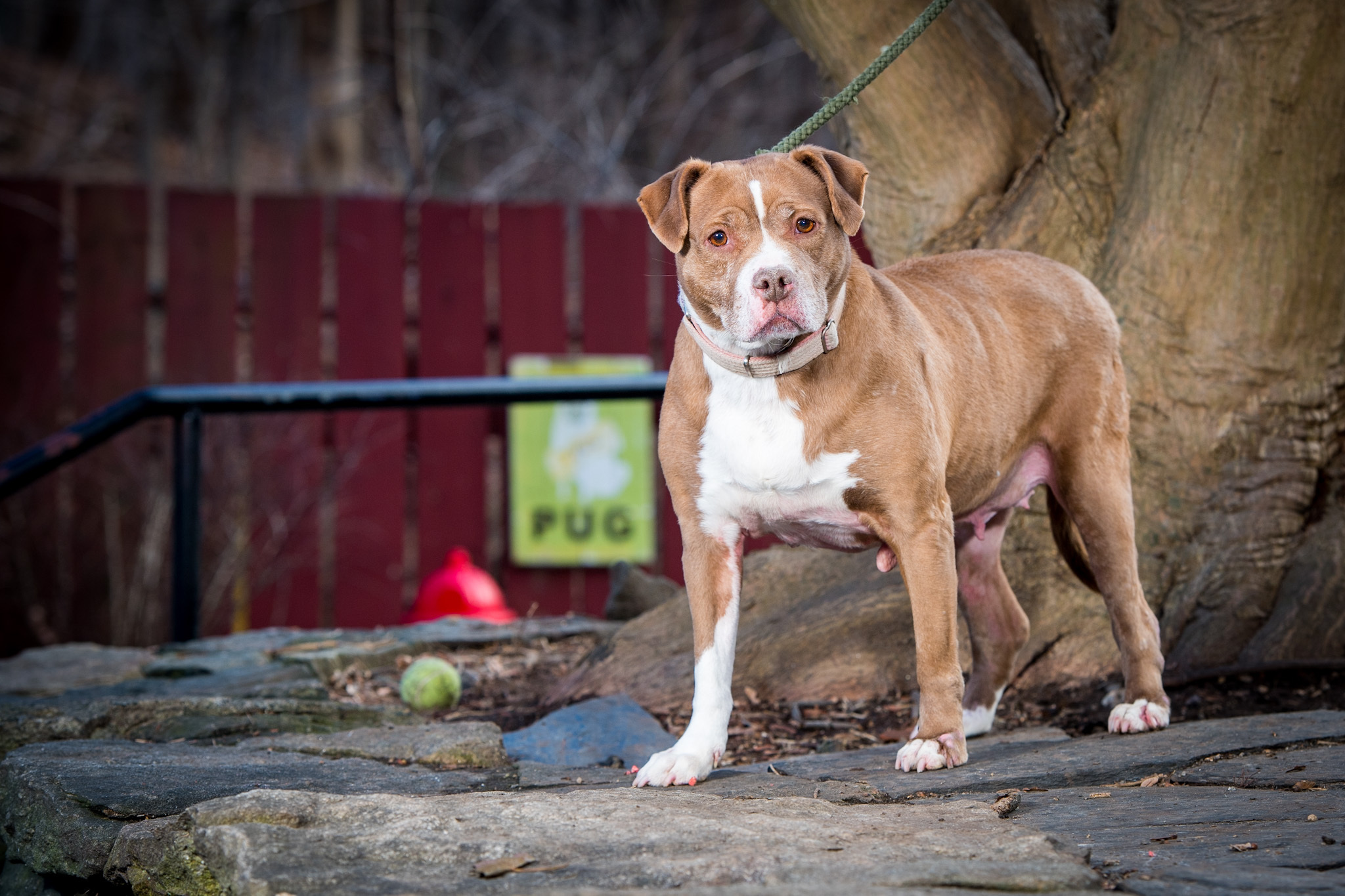Rosebud, a Adoptable Staffordshire Bull Terrier in Bedford, NY image 6/6