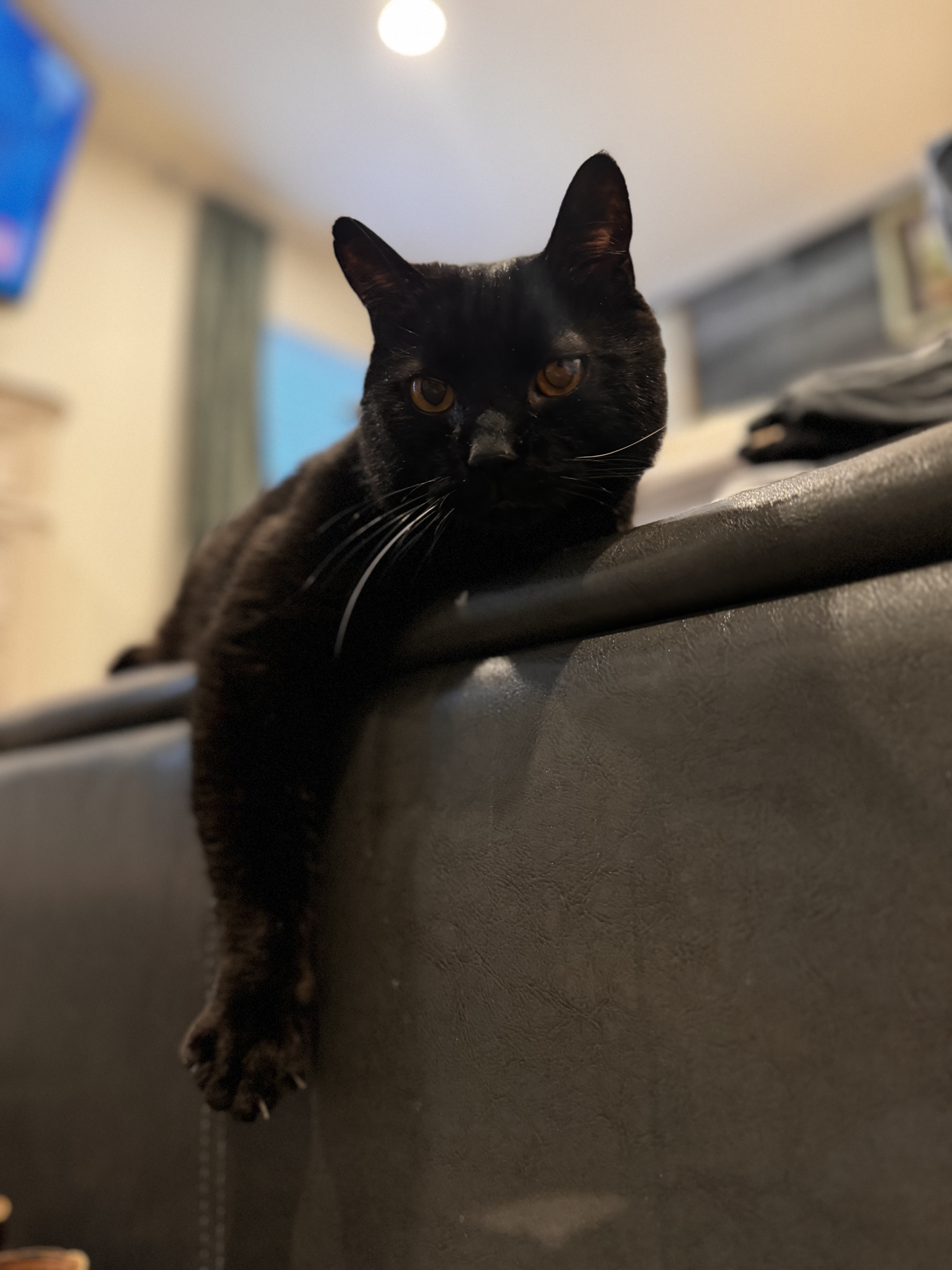 Enlarge Onyx, a Adopted American Shorthair in Galloway, NJ image 1/5