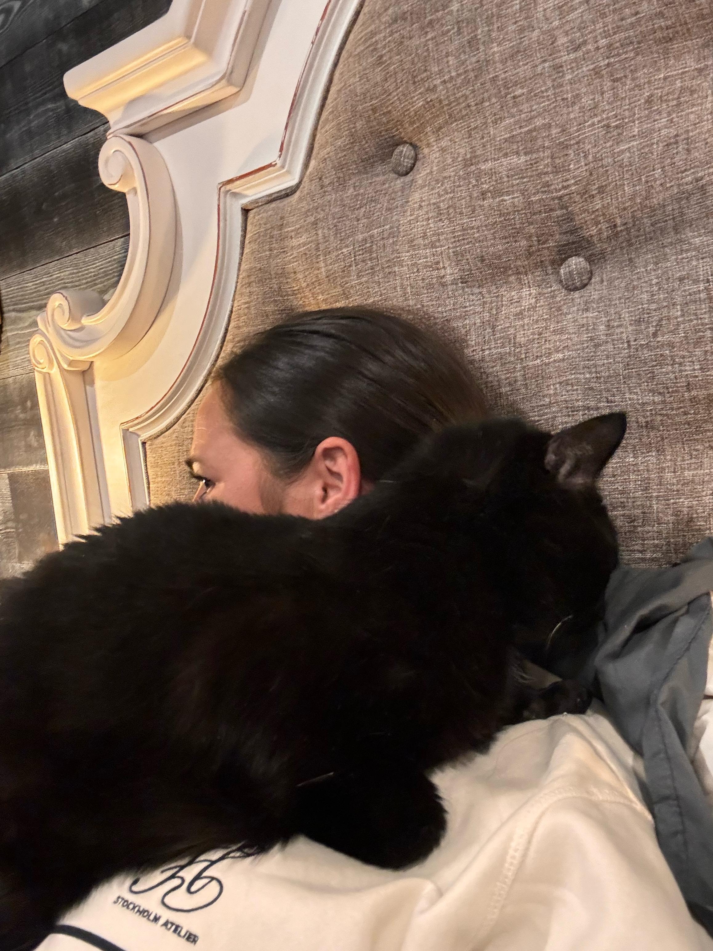 Enlarge Onyx, a Adopted American Shorthair in Galloway, NJ image 2/5