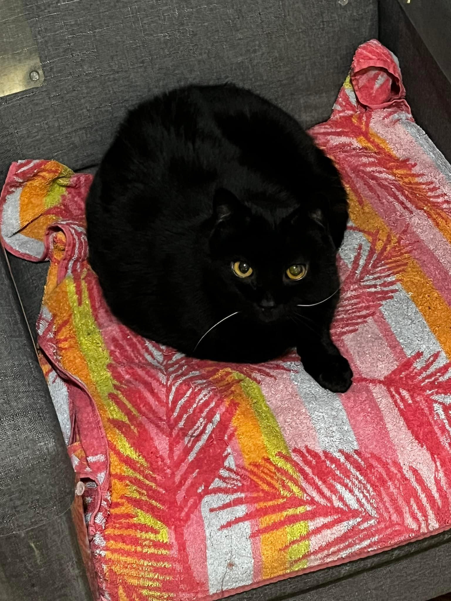 Enlarge Onyx, a Adopted American Shorthair in Galloway, NJ image 3/5