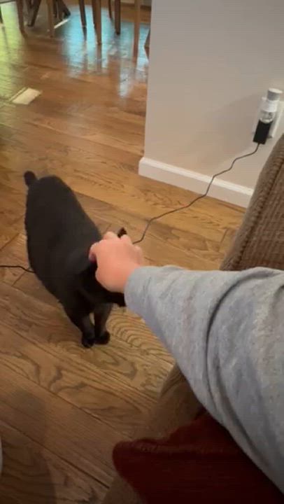 Enlarge Onyx, a Adopted American Shorthair in Galloway, NJ video 5/5