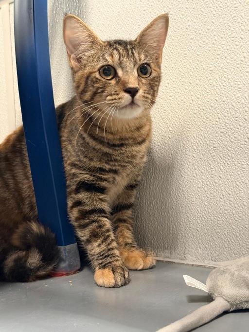 Tippy, adopted, Kitten Female Domestic Short Hair.