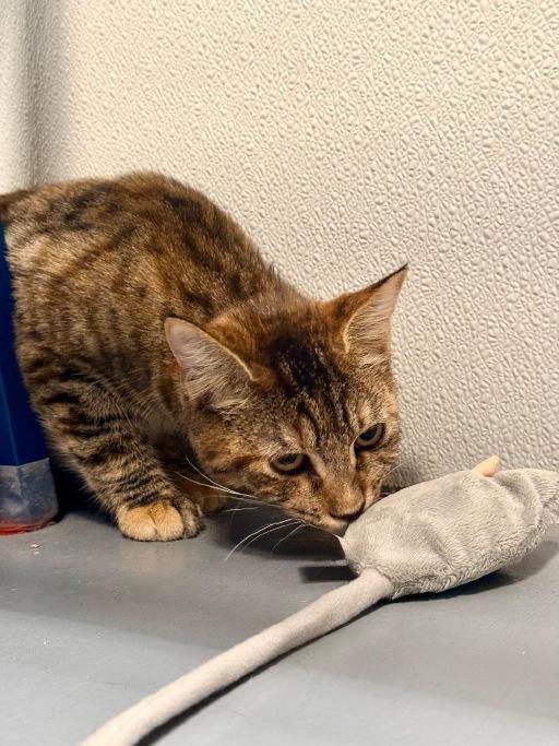 Enlarge Tippy, an adopted Domestic Short Hair in Winter Haven, FL image 2/2