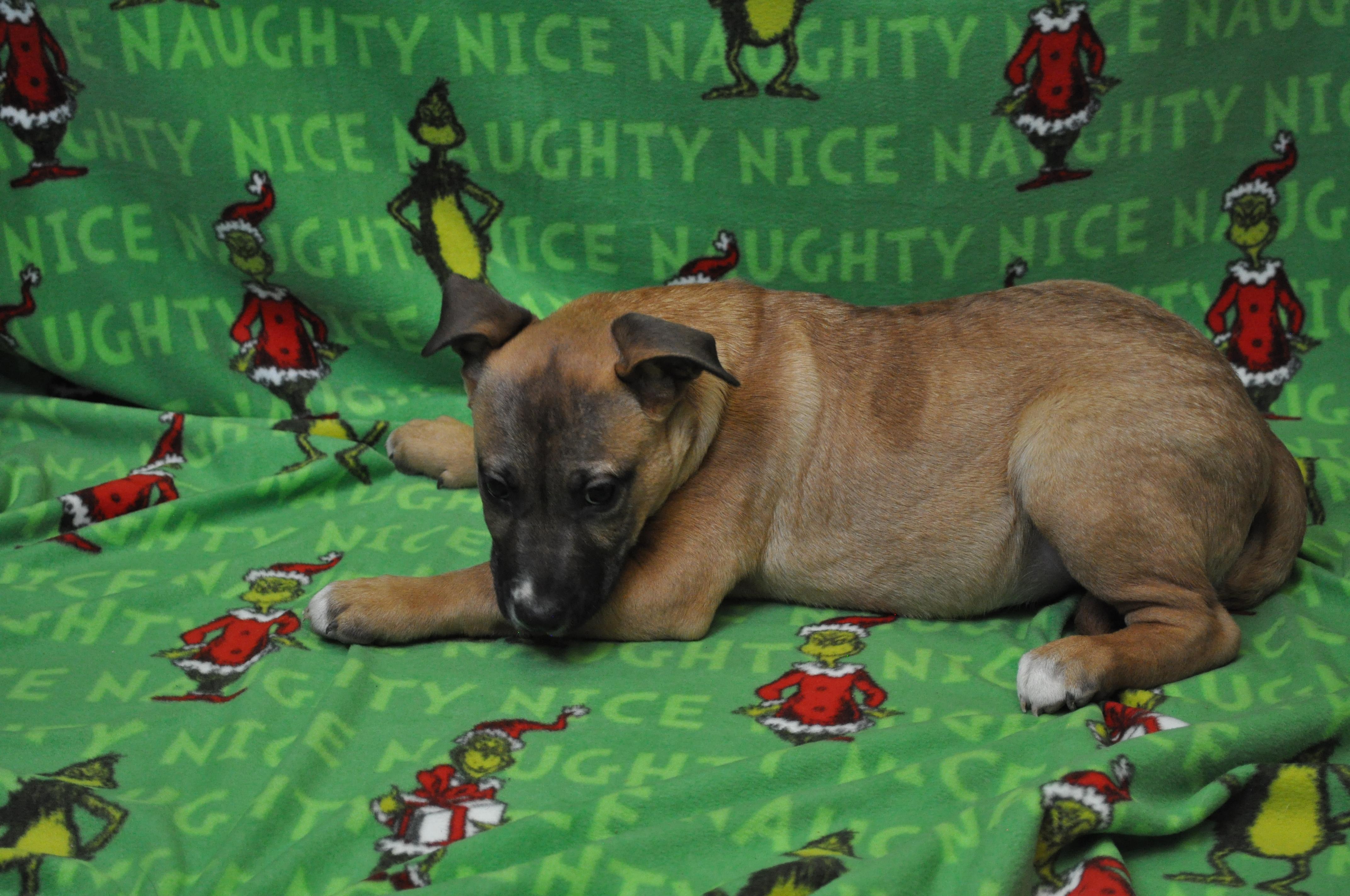 Teller, a Adoptable mixed breed in Union Gap, WA image 3/5