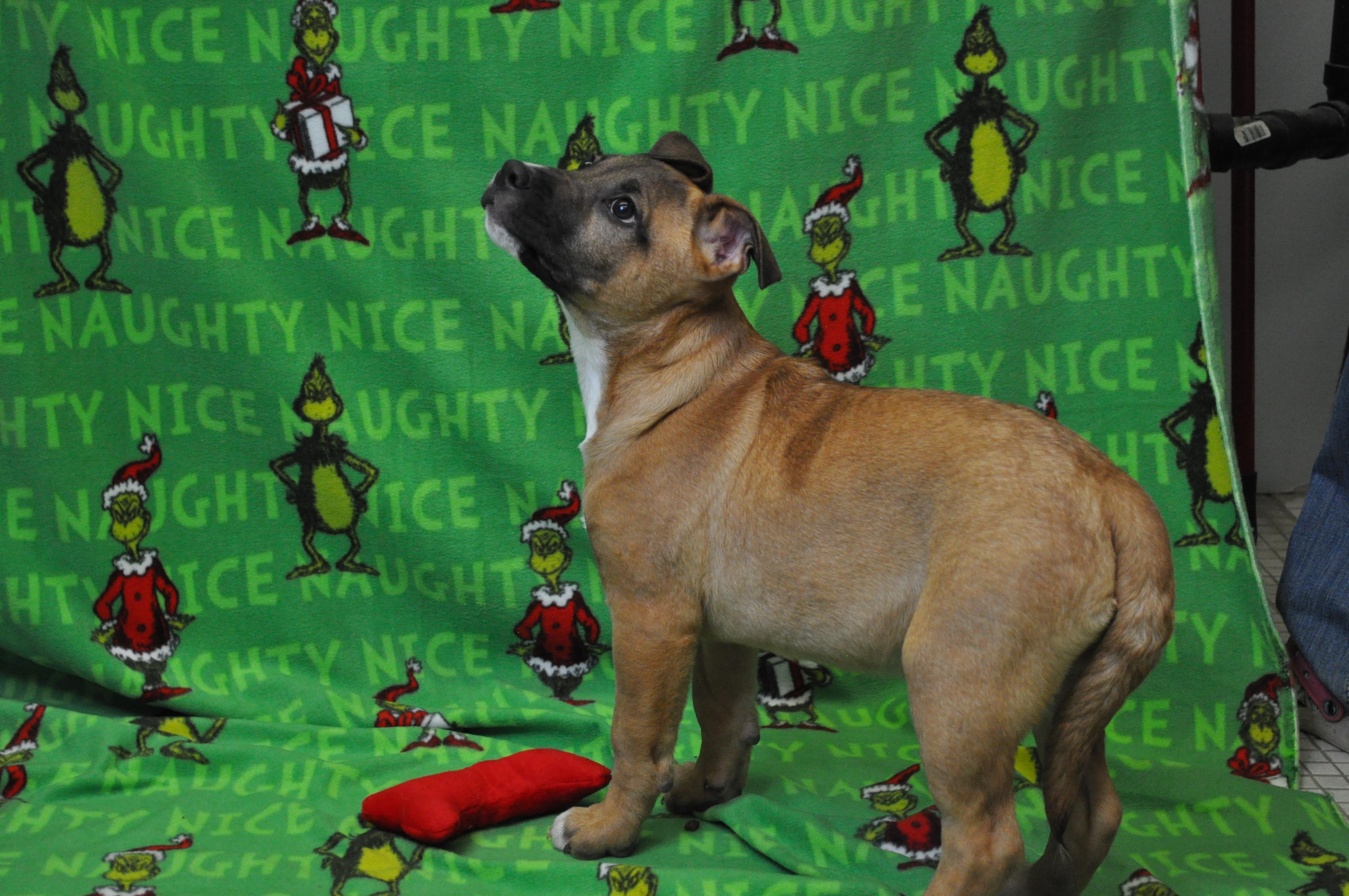 Teller, a Adoptable mixed breed in Union Gap, WA image 5/5