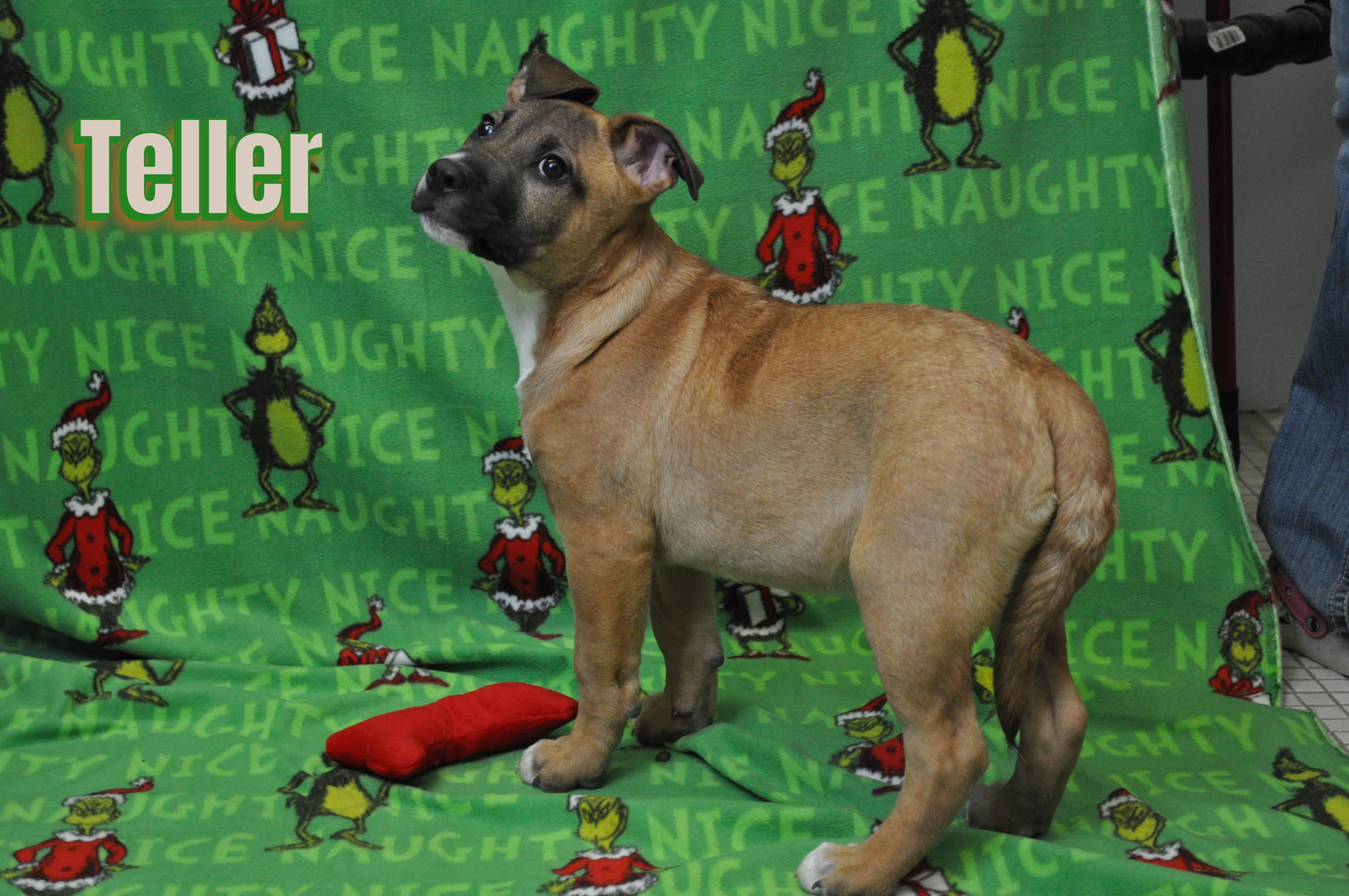 Teller, a Adoptable mixed breed in Union Gap, WA image 4/5