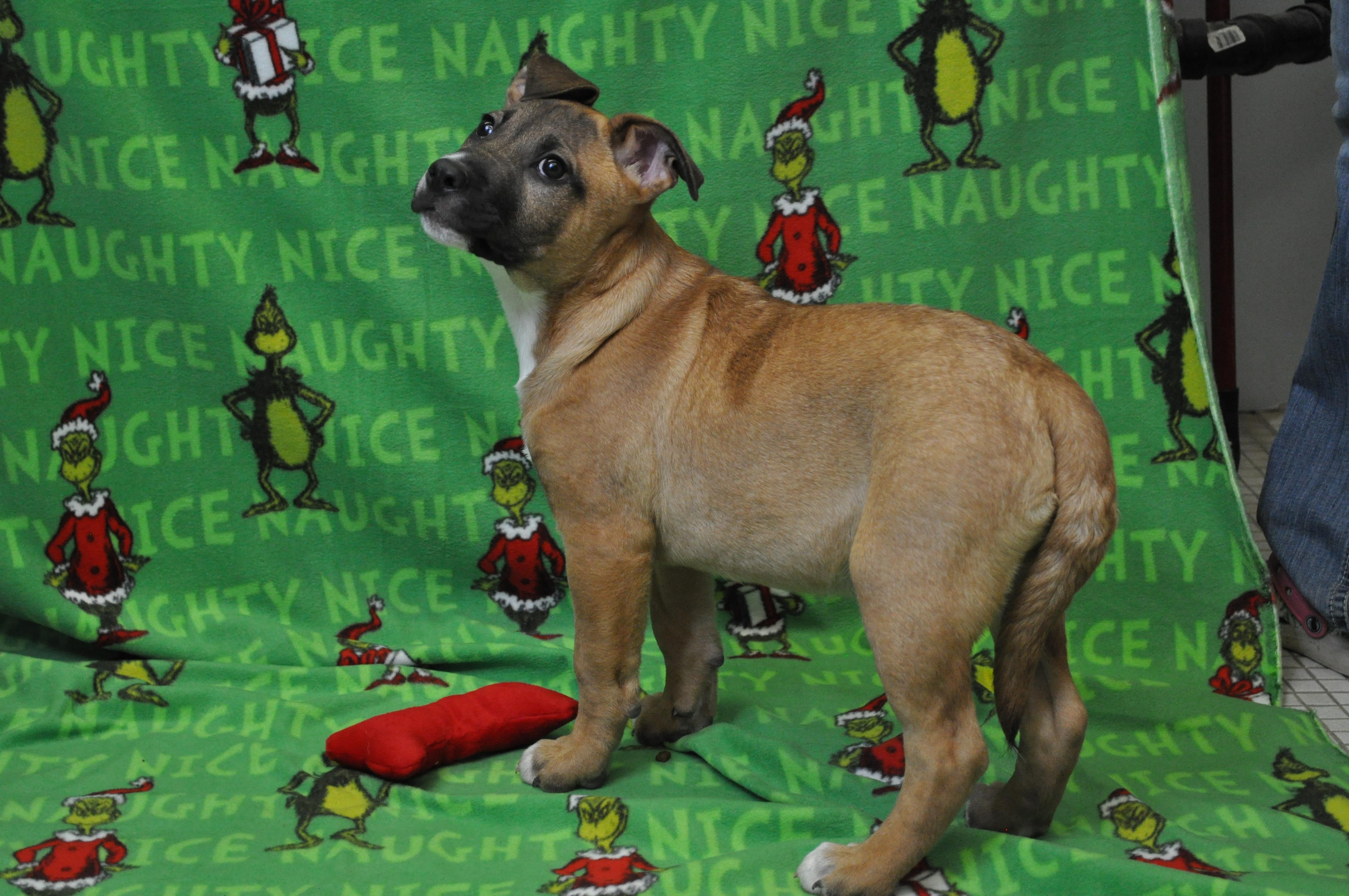 Teller, a Adoptable mixed breed in Union Gap, WA image 1/5