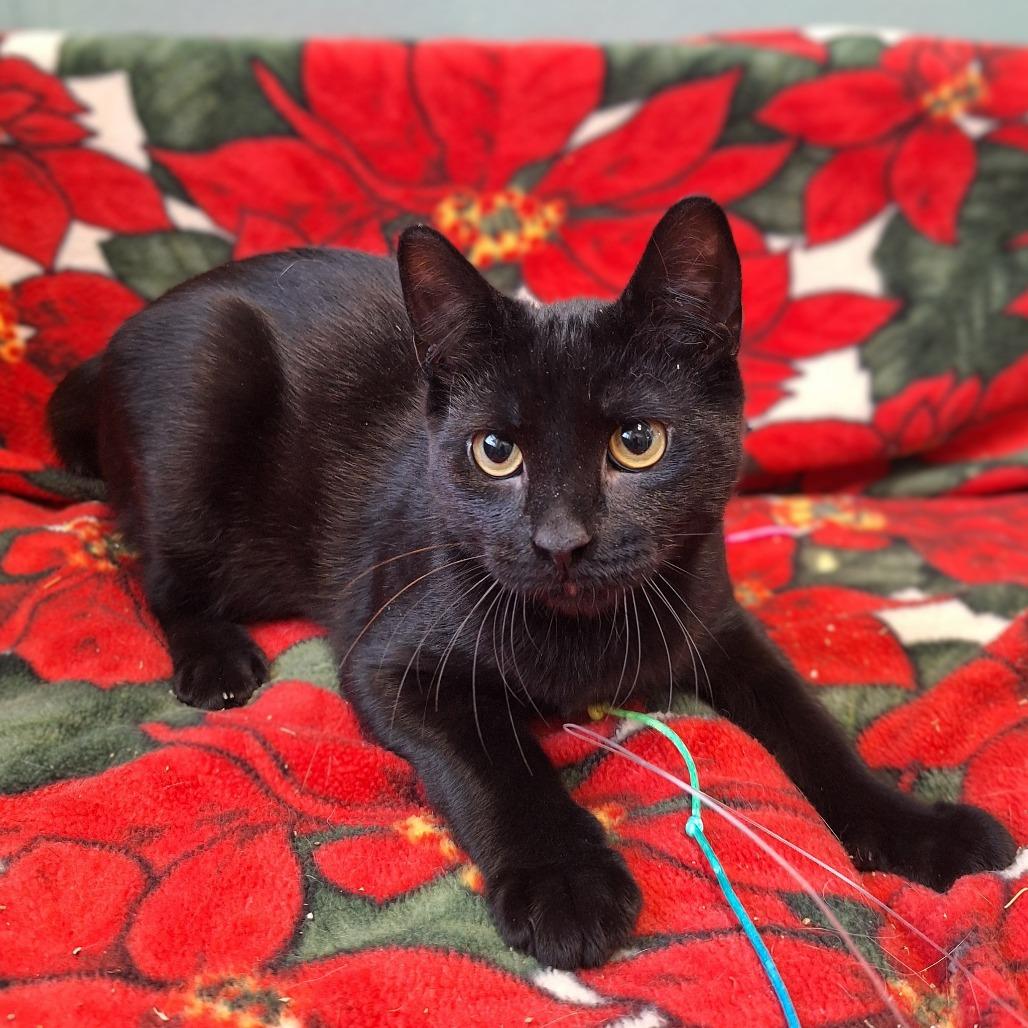 Enlarge Springsteen, a Adoptable Domestic Short Hair in Attica, NY image 2/3