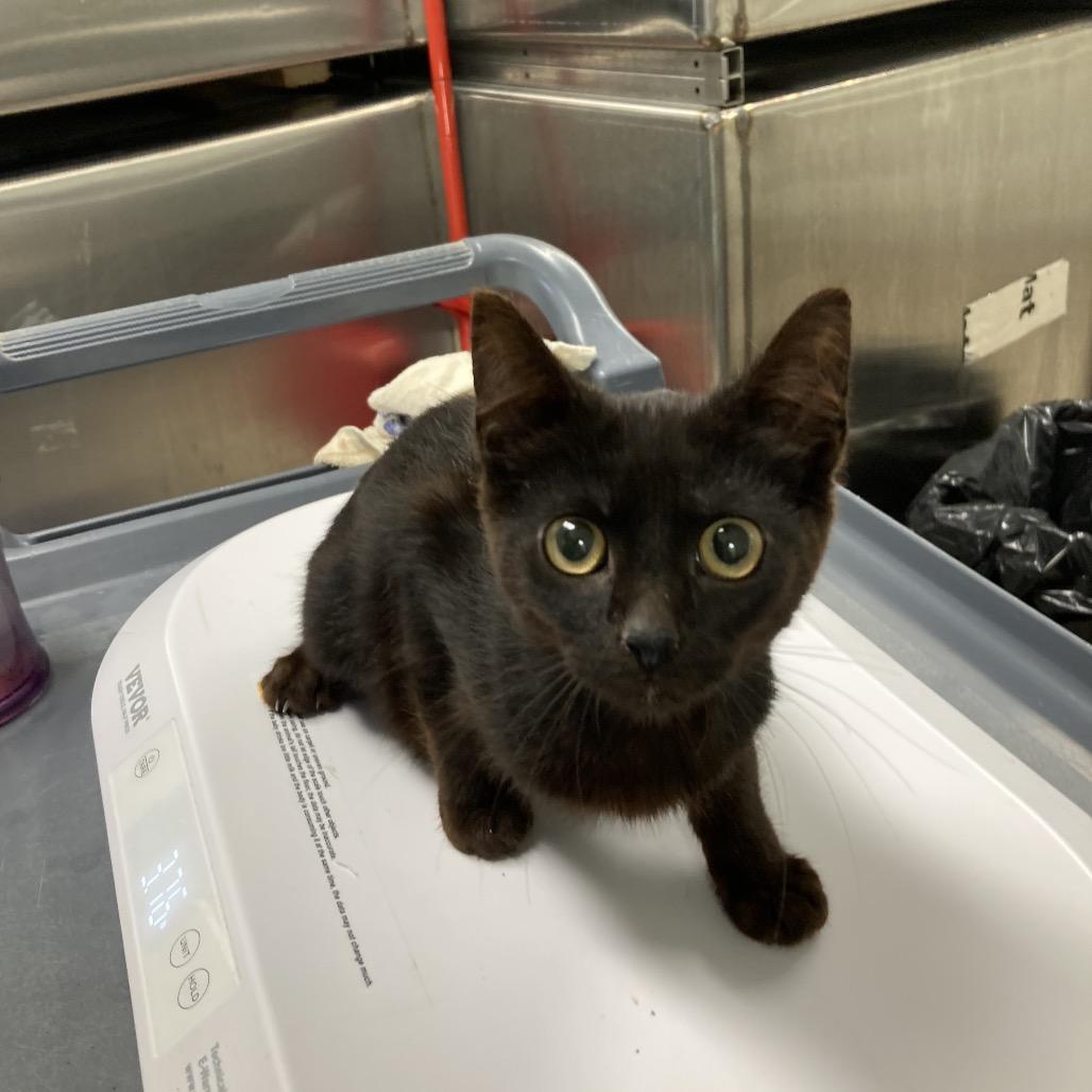 Enlarge Springsteen, a Adoptable Domestic Short Hair in Attica, NY image 3/3