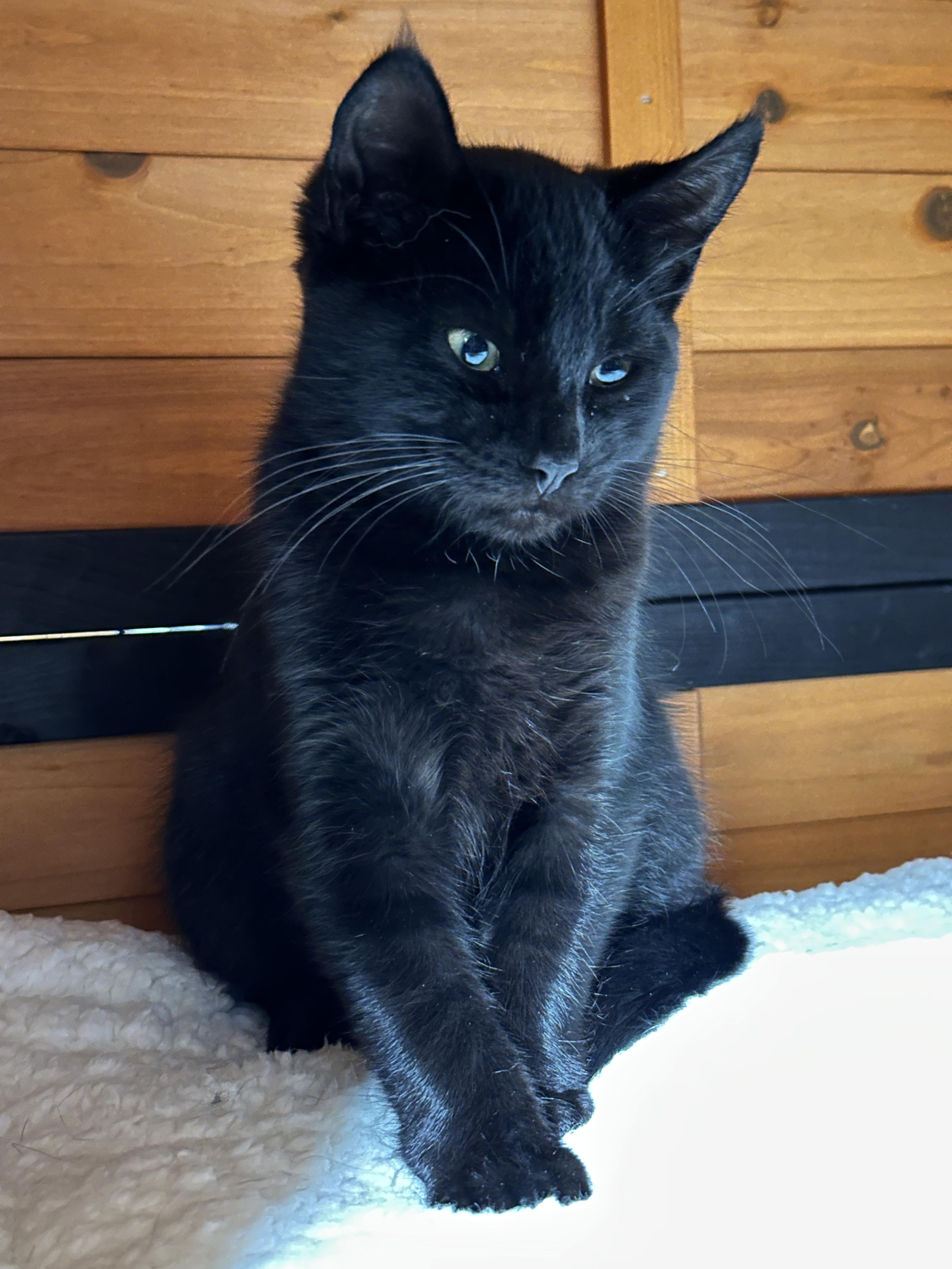 Binx, a ADOPTABLE Domestic Short Hair in Roscoe, NY image 2/3