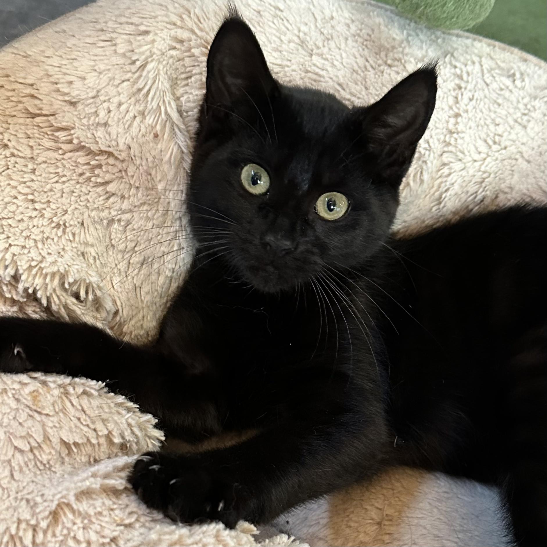 Binx, a ADOPTABLE Domestic Short Hair in Roscoe, NY image 1/3