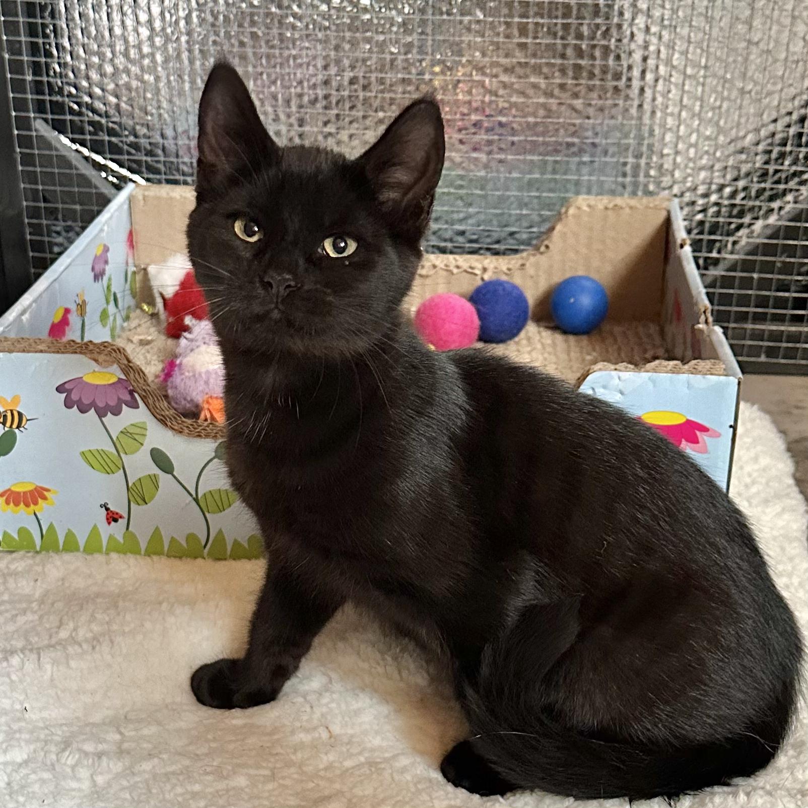 Binx, a ADOPTABLE Domestic Short Hair in Roscoe, NY image 3/3