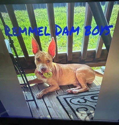 Enlarge Rusty #2, a Adoptable Pit Bull Terrier in Lonsdale, AR image 3/6