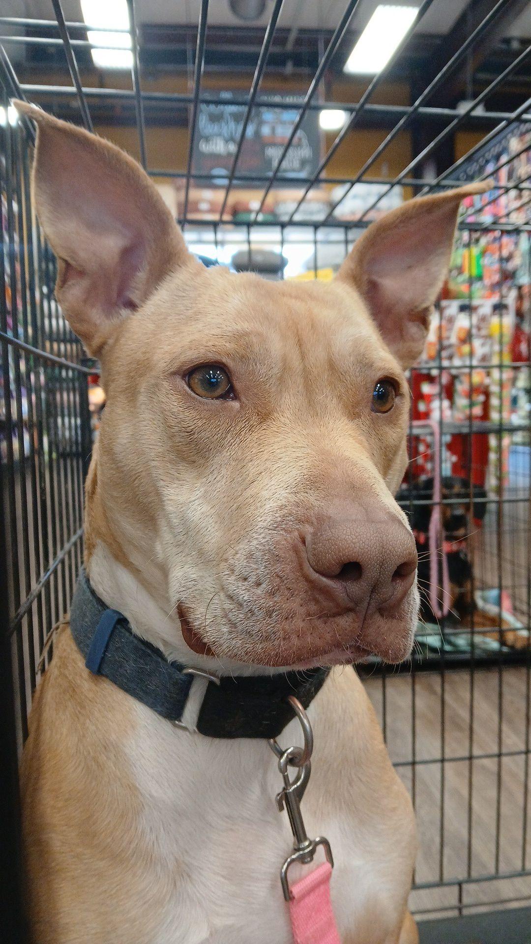 Rusty #2, Adoptable, Adult Male Pit Bull Terrier.