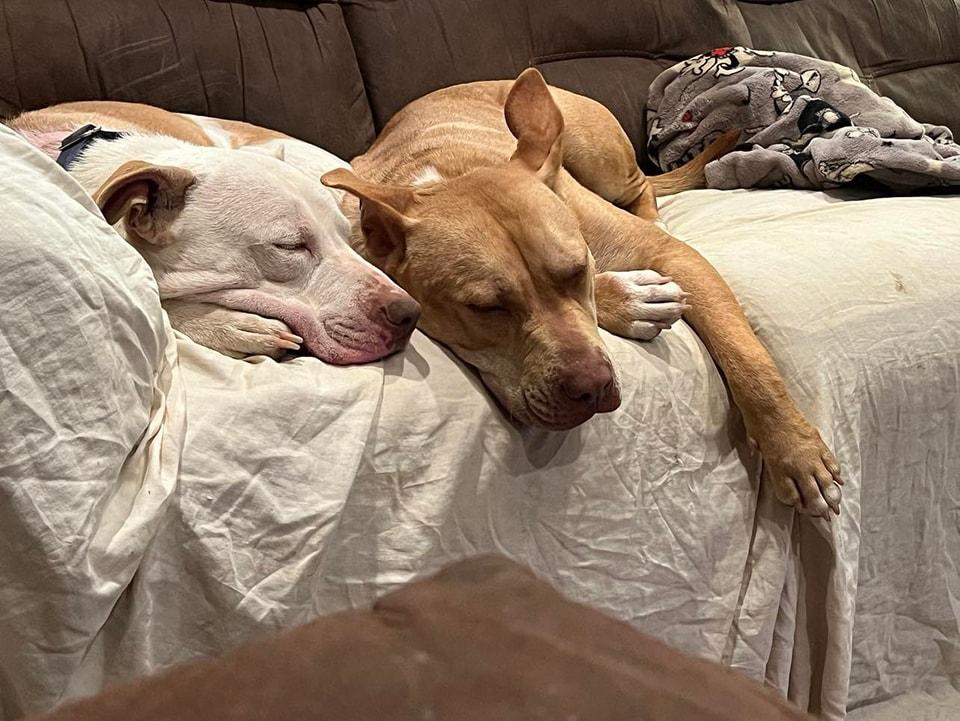 Enlarge Rusty #2, a Adoptable Pit Bull Terrier in Lonsdale, AR image 2/6