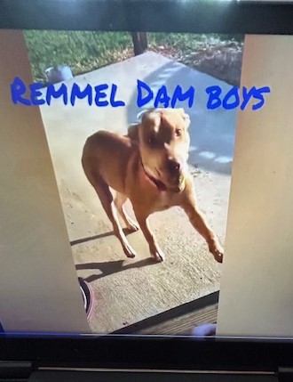 Enlarge Rusty #2, a Adoptable Pit Bull Terrier in Lonsdale, AR image 6/6