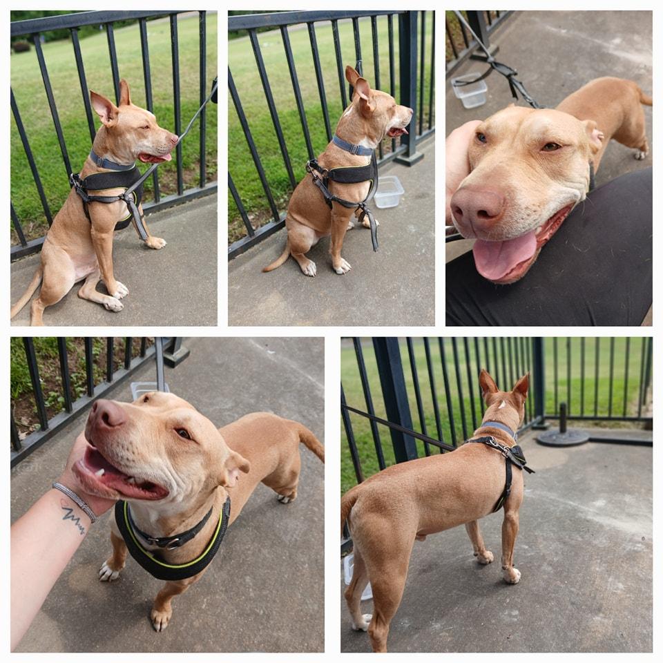 Rusty #2, Adoptable, Adult Male Pit Bull Terrier.