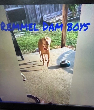 Enlarge Rusty #2, a Adoptable Pit Bull Terrier in Lonsdale, AR image 5/6