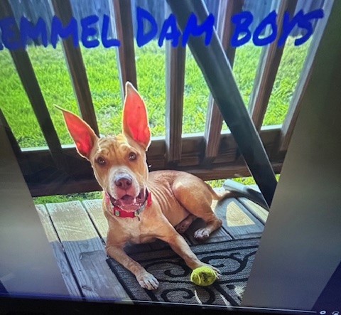 Enlarge Rusty #2, a Adoptable Pit Bull Terrier in Lonsdale, AR image 4/6