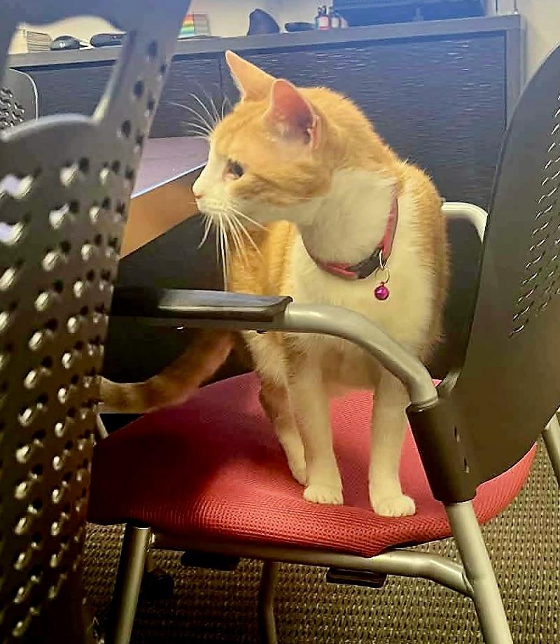 Enlarge Sierra, a ADOPTABLE Domestic Short Hair in BLACK MOUNTAIN, NC image 2/3