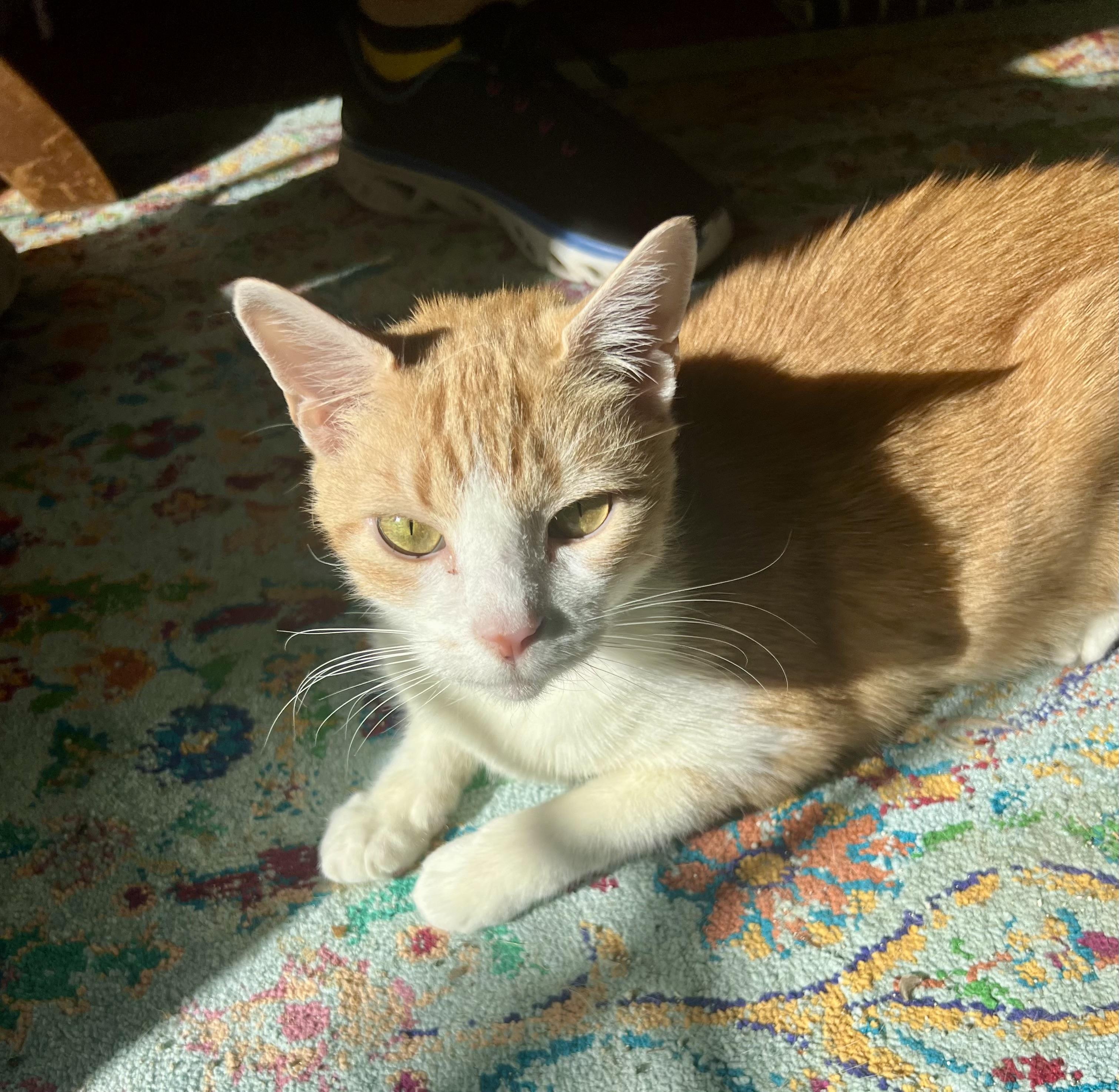 Sierra, ADOPTABLE, Adult Female Domestic Short Hair.