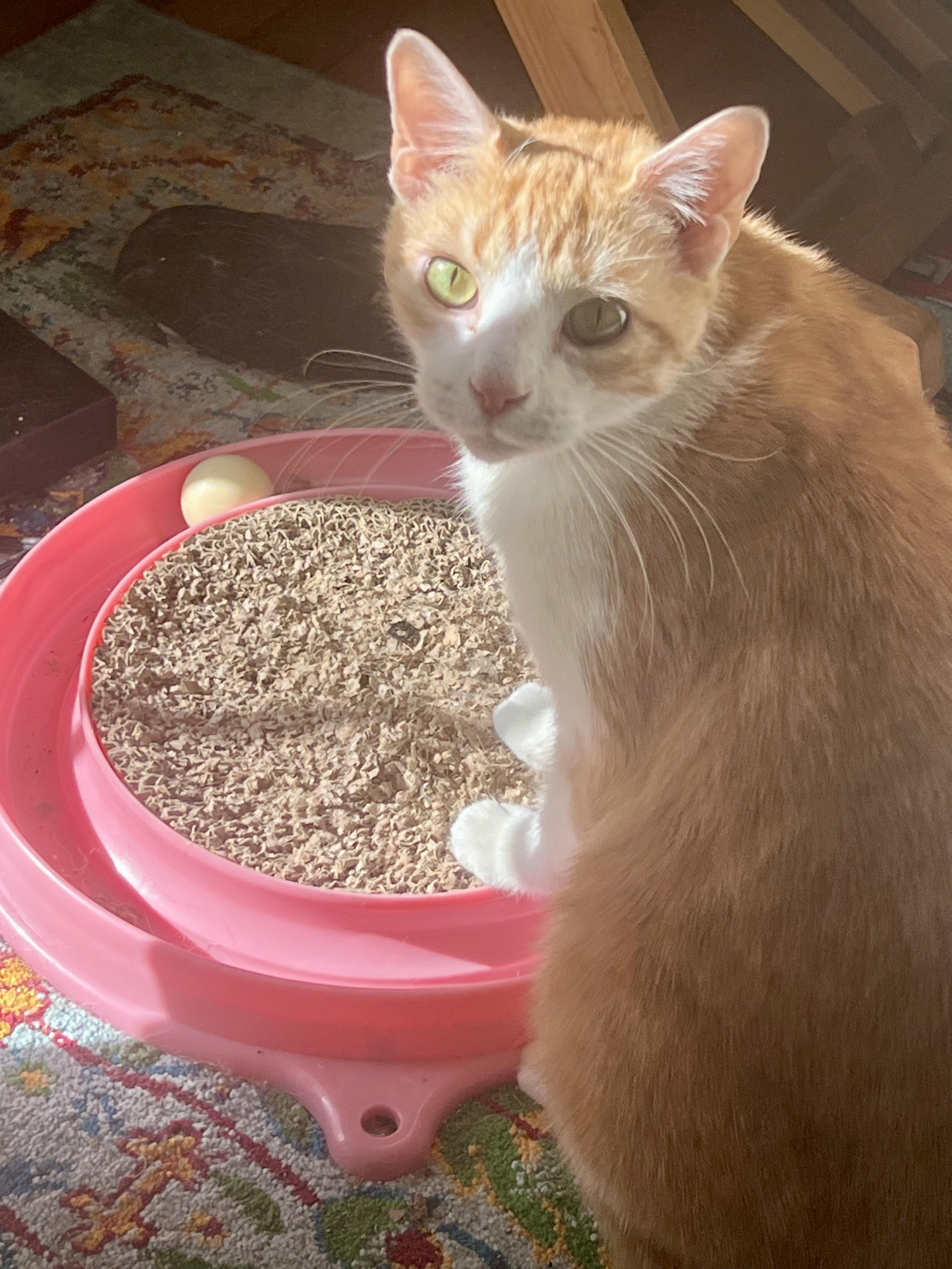 Enlarge Sierra, a ADOPTABLE Domestic Short Hair in BLACK MOUNTAIN, NC image 3/3