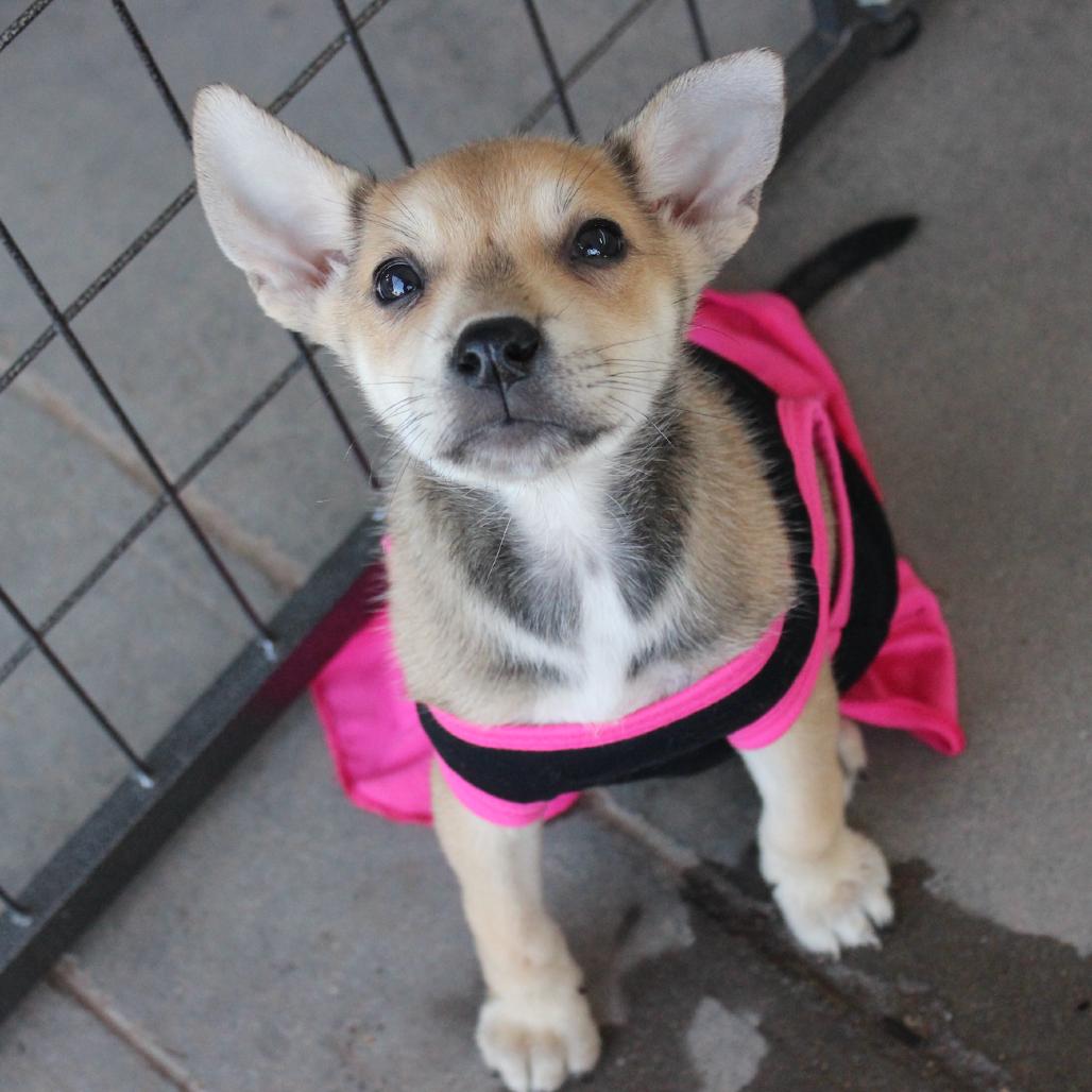 Bambi (Nala), Adoptable, Young Female Shepherd & Mixed Breed.