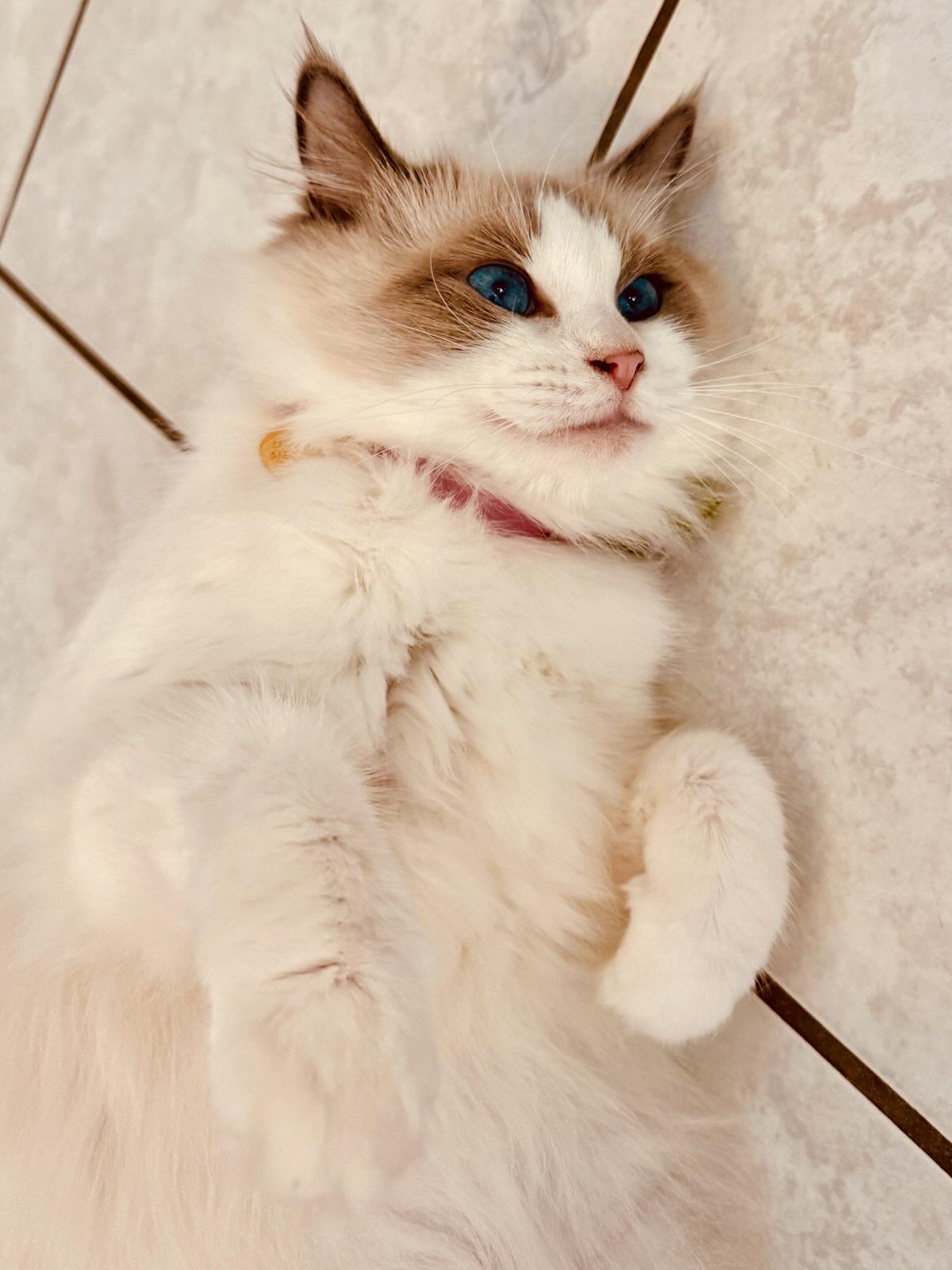 Enlarge Lady Bonbon, a ADOPTABLE Ragdoll in Bertram, TX image 4/4