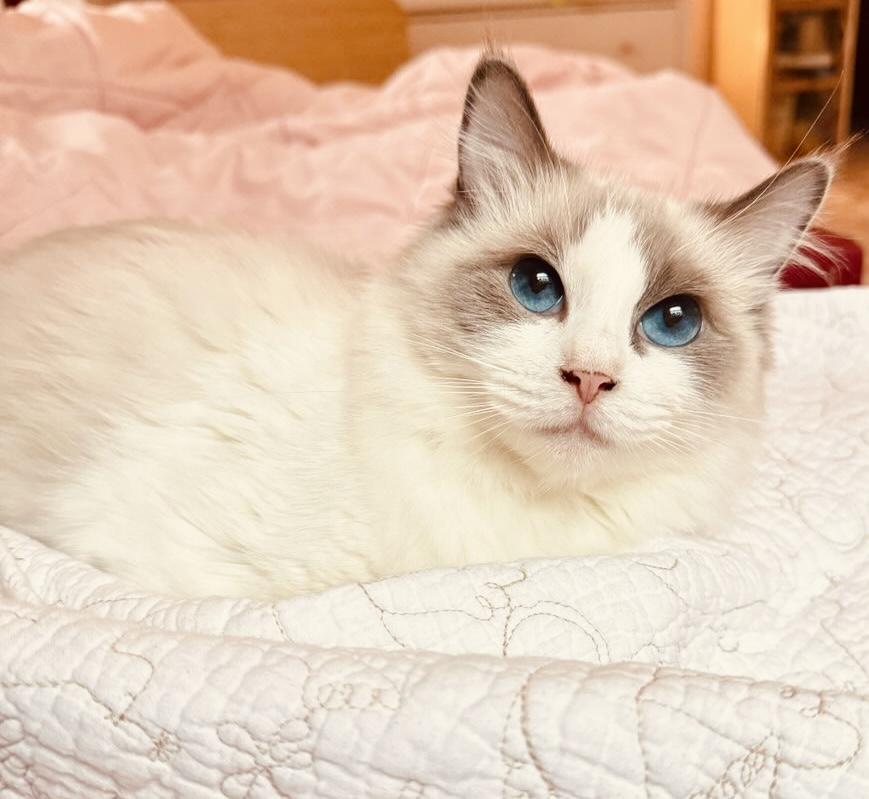 Enlarge Lady Bonbon, a ADOPTABLE Ragdoll in Bertram, TX image 2/4
