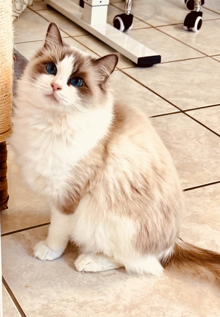 Enlarge Lady Bonbon, a ADOPTABLE Ragdoll in Bertram, TX image 1/4