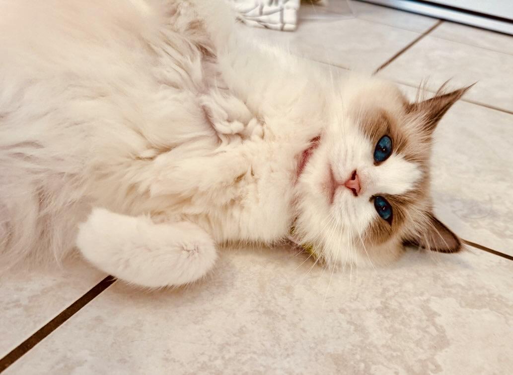 Enlarge Lady Bonbon, a ADOPTABLE Ragdoll in Bertram, TX image 3/4