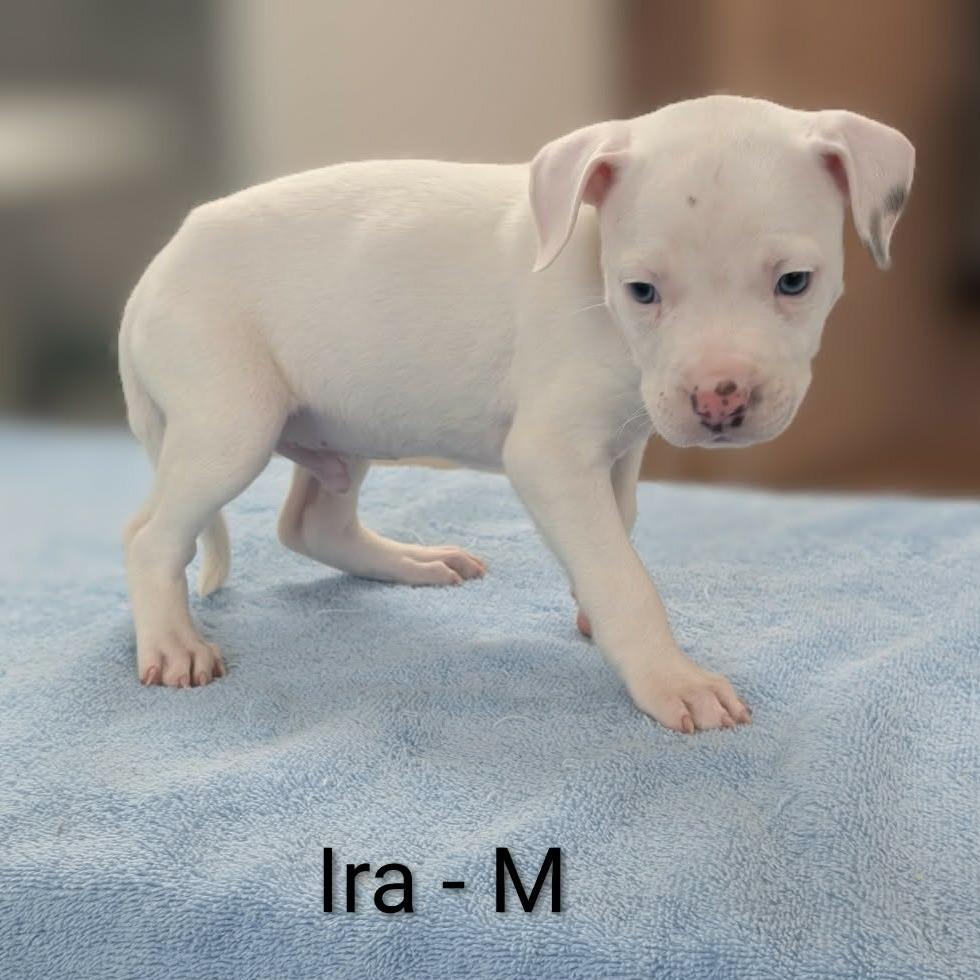 Ira, a Adoptable mixed breed in Griswold, CT image 2/6