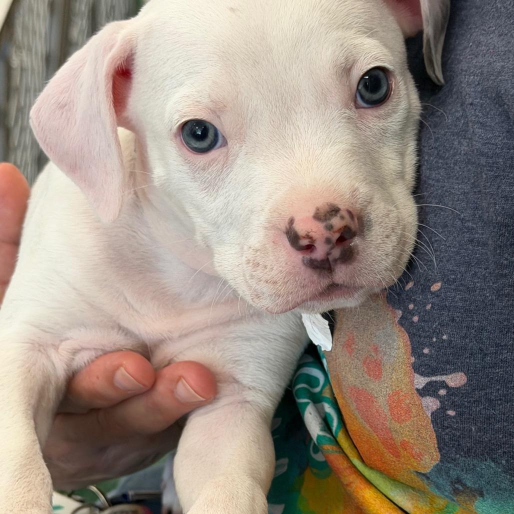 Ira, a Adoptable mixed breed in Griswold, CT image 3/6